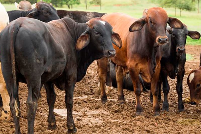 Amazonas registra aumento no abate de bovinos e queda na produção de leite, aponta IBGE