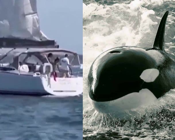 VÍDEO: Baleias orcas afundam barco na Costa de Portugal