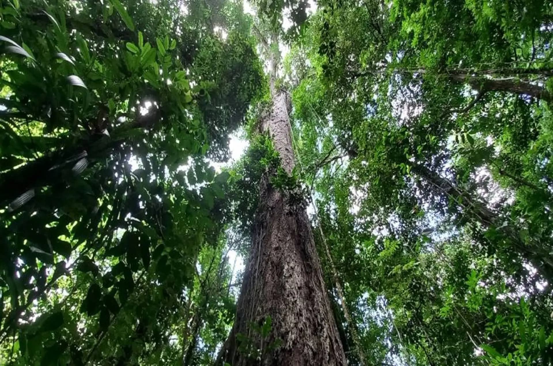 Descubra qual é a maior árvore da Amazônia, segundo o National Geographic