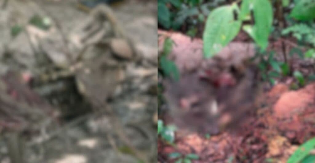 Corpo em avançado estado de decomposição é encontrado no Ramal do Pau Rosa