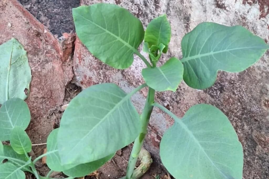 Falsa couve: 4 pessoas são internadas em estado grave após comer planta tóxica, em MG