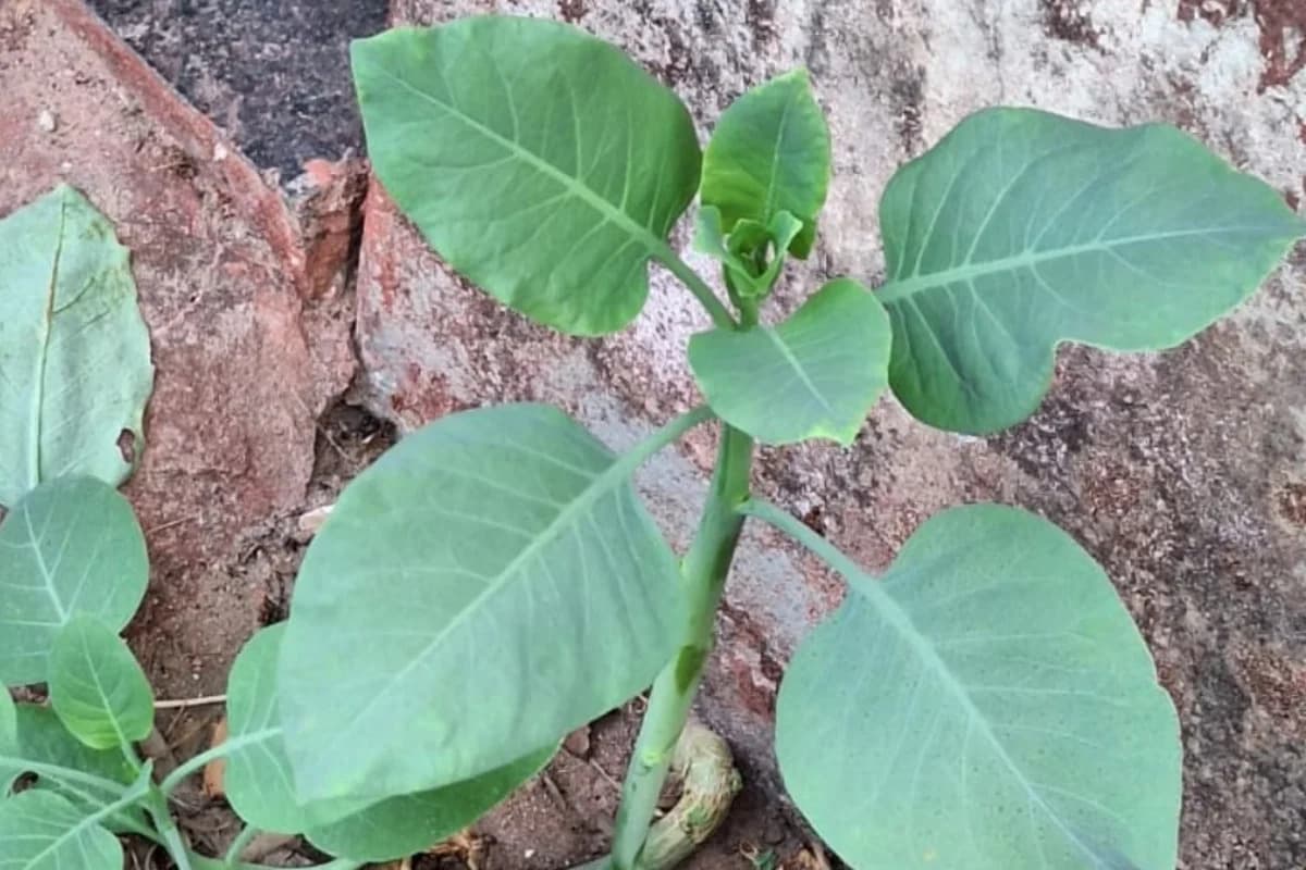 Falsa couve: 4 pessoas são internadas em estado grave após comer planta tóxica, em MG