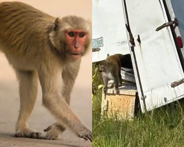 Macacos de laboratório infectados fogem após acidente nos EUA