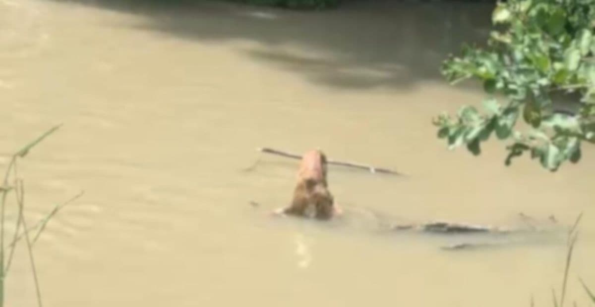 IMAGENS FORTES: Corpo em decomposição é encontrado em igarapé de Manaus