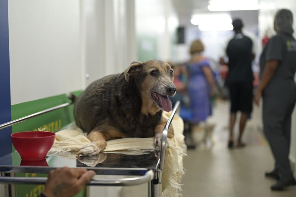 Mais de 23 mil procedimentos são realizados em um mês no Hospital Público Veterinário do Amazonas
