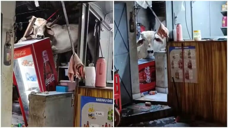 Vaca cai em telhado de bar e causa prejuízos no interior do Ceará