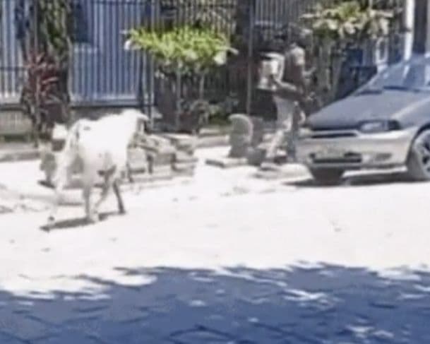 Bode solto na rua persegue dois trabalhadores na Grande Florianópolis