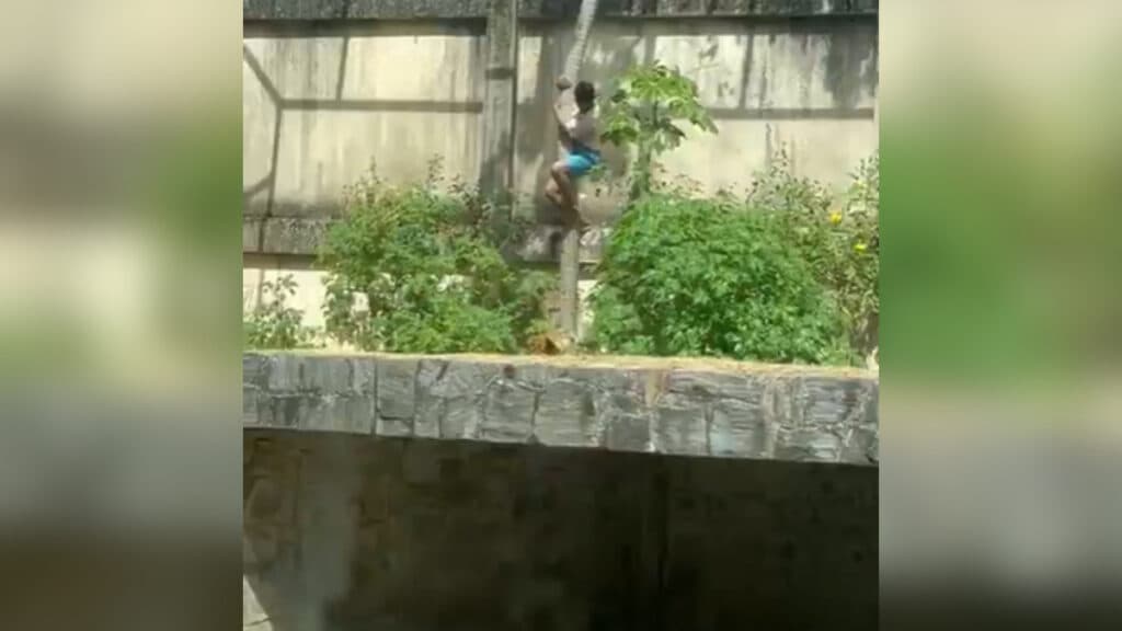 Homem invade jaula de zoológico e é morto por leoa, na Paraíba