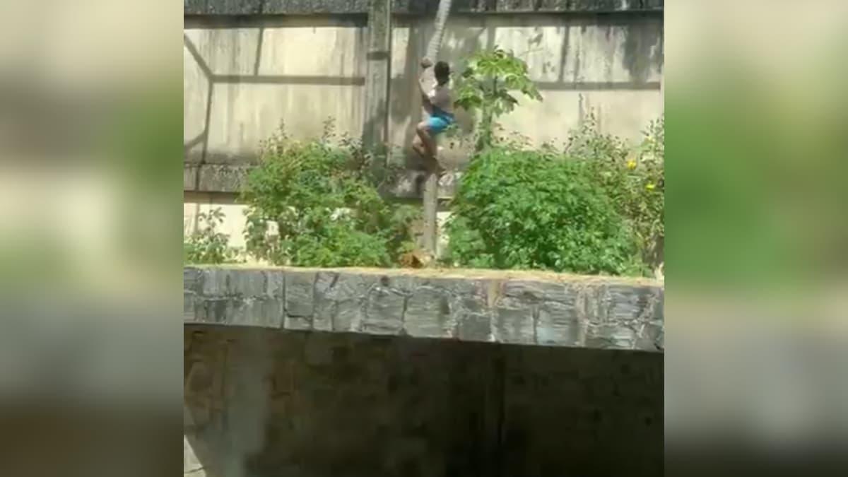 Homem invade jaula de zoológico e é morto por leoa, na Paraíba