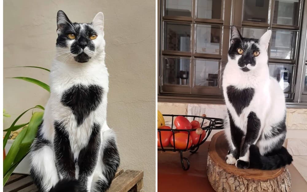 Thor, o “gato do coração”, é eleito o SRD mais bonito do Brasil em 2025