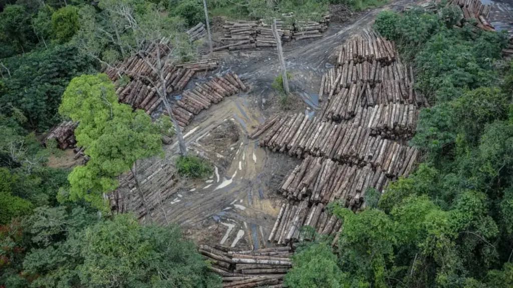 Amazonas concentra quase 1/5 das áreas sob risco de desmatamento na Amazônia