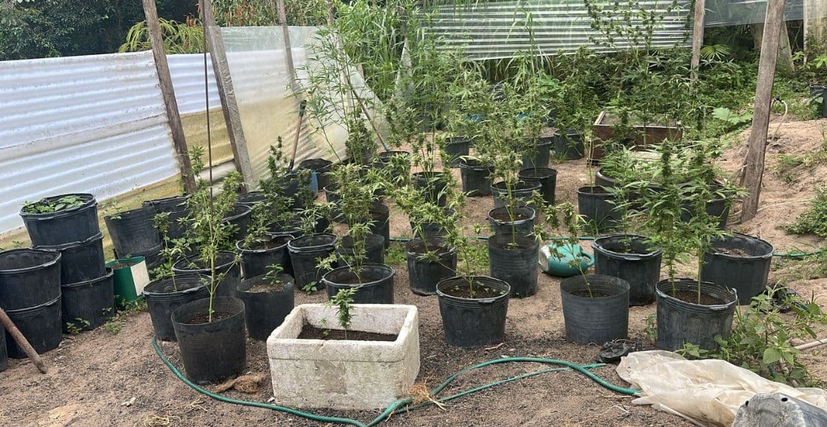 Rocam estoura plantação de maconha e prende cinco suspeitos em Manaus