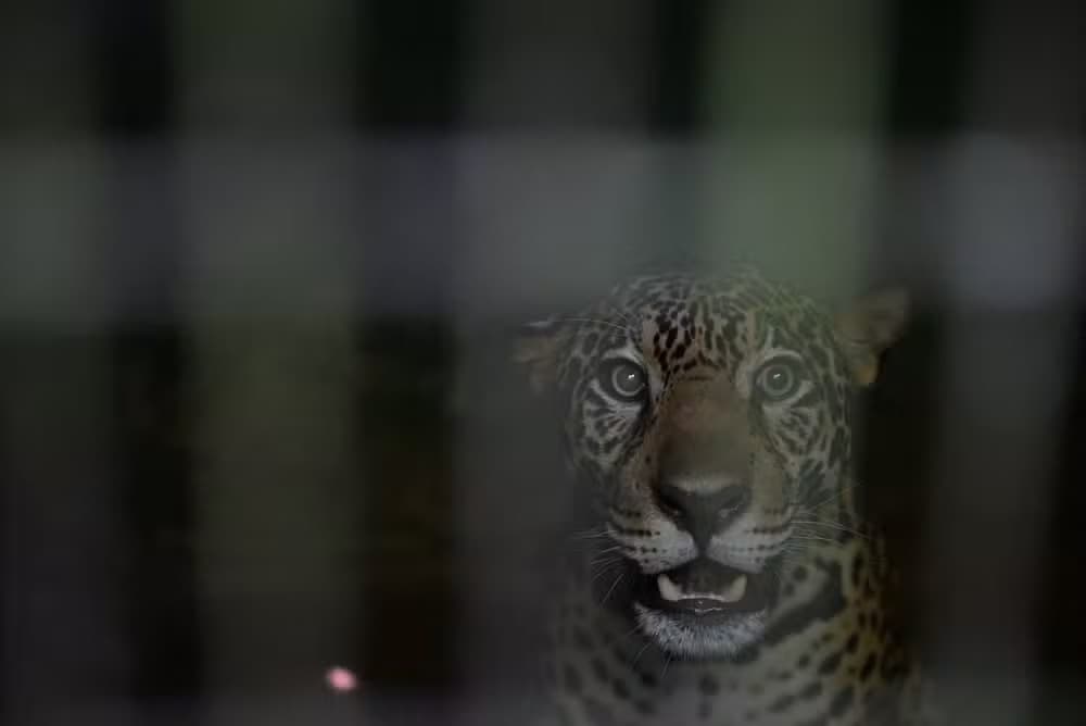 Onça-pintada que foi baleada no rio Negro é solta na natureza após reabilitação