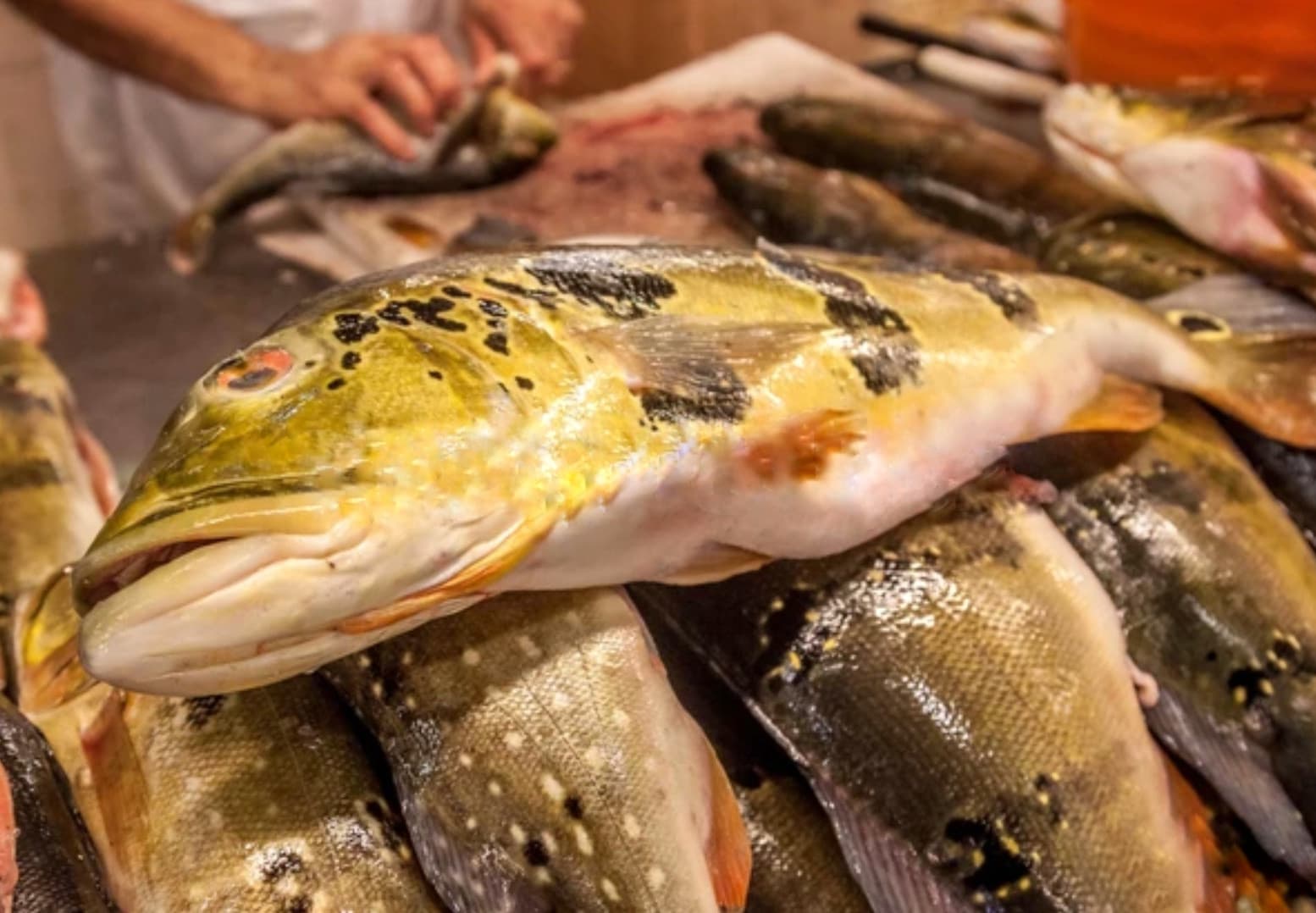 Mais de 1,5 tonelada de pescado ilegal é apreendida em Barcelos