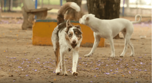 Dezembro Verde: Brasil tem mais de 30 milhões de animais domesticados abandonados