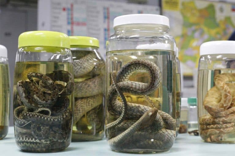 Serpentes lideram ranking de acidentes com animais peçonhentos no Amazonas; veja como prevenir