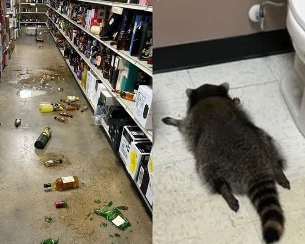 Guaxinim é “detido” após ser encontrado desmaiado dentro de loja de bebidas nos EUA