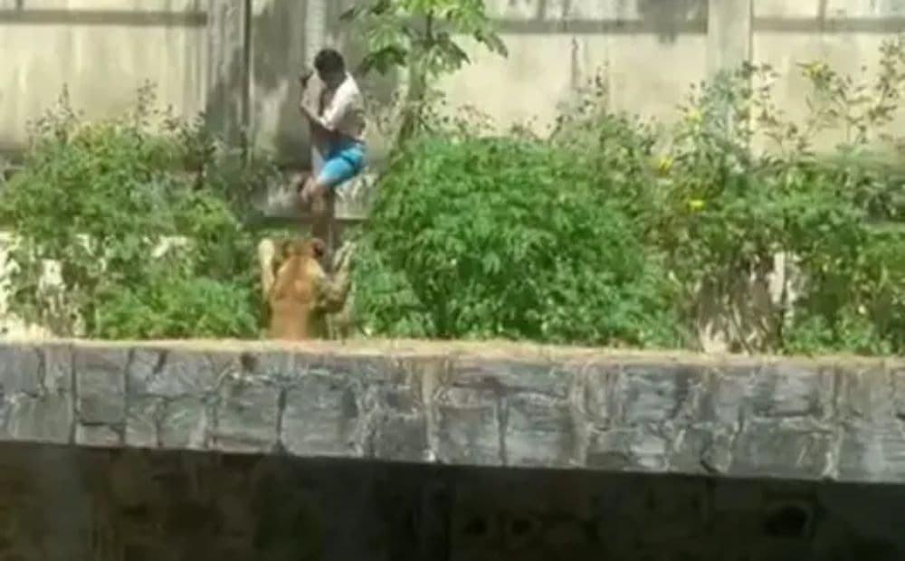 Vídeo mostra corpo de jovem morto ao invadir jaula de leoa em parque