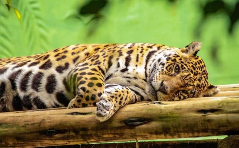 Saiba quais são os animais em extinção na Amazônia