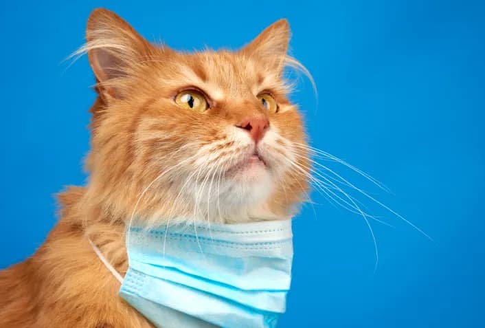 Calicivirose felina reforça alerta para prevenção, diagnóstico e manejo adequado