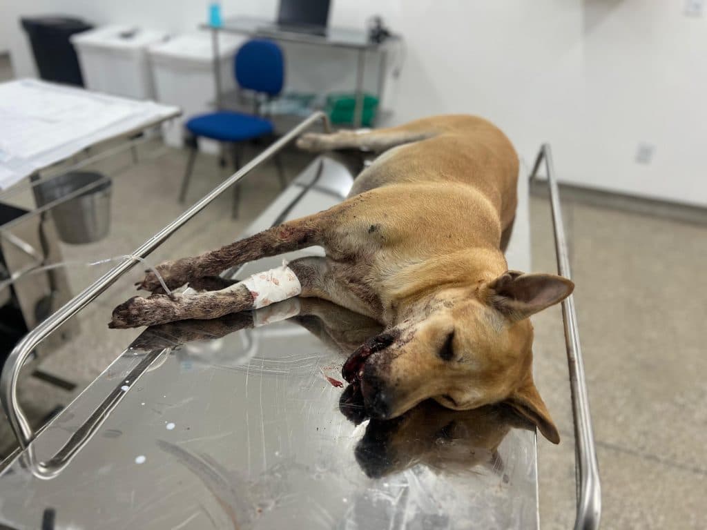 Cadela ferida por ‘catolé’ no Réveillon está em estado grave e será operada após ter boca mutilada em Manaus