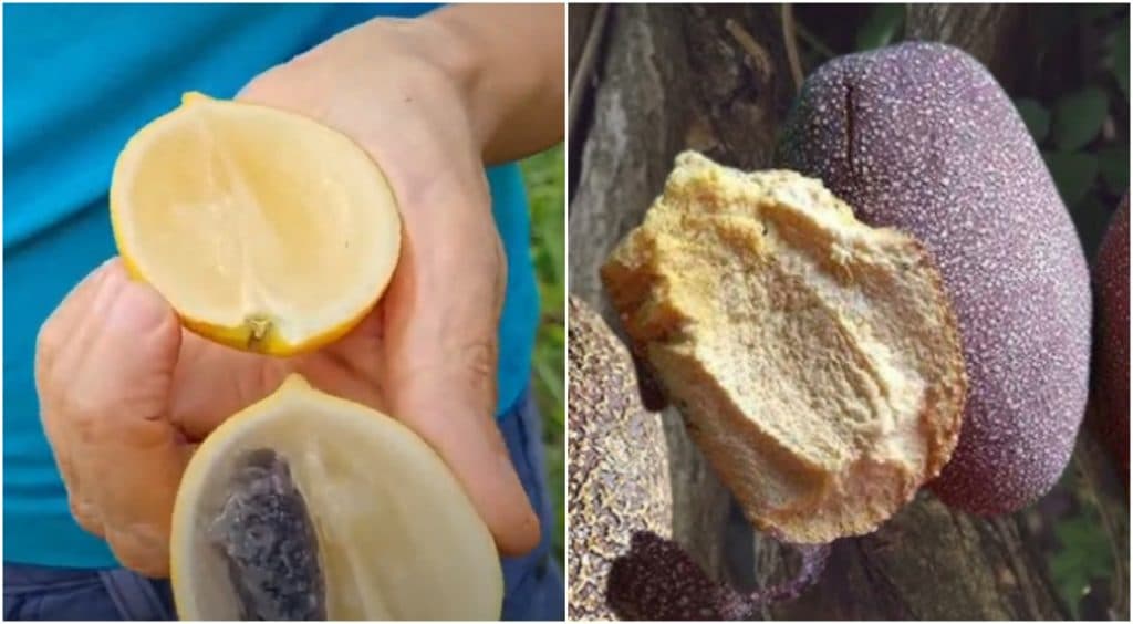 Conheça frutos nativos que revelam a riqueza da Amazônia