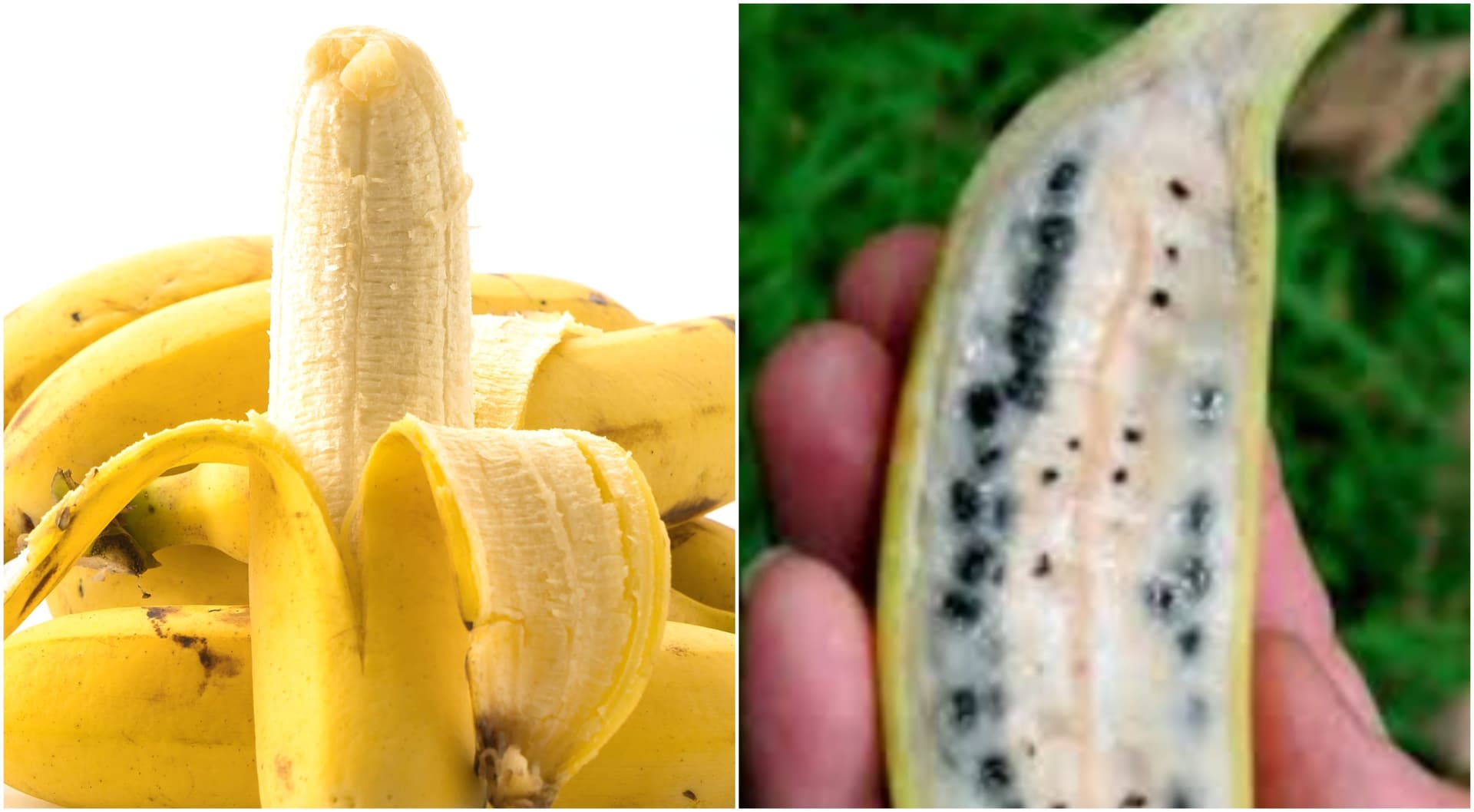 Você sabia que a banana que consumimos hoje é uma criação do ser humano e não da natureza?