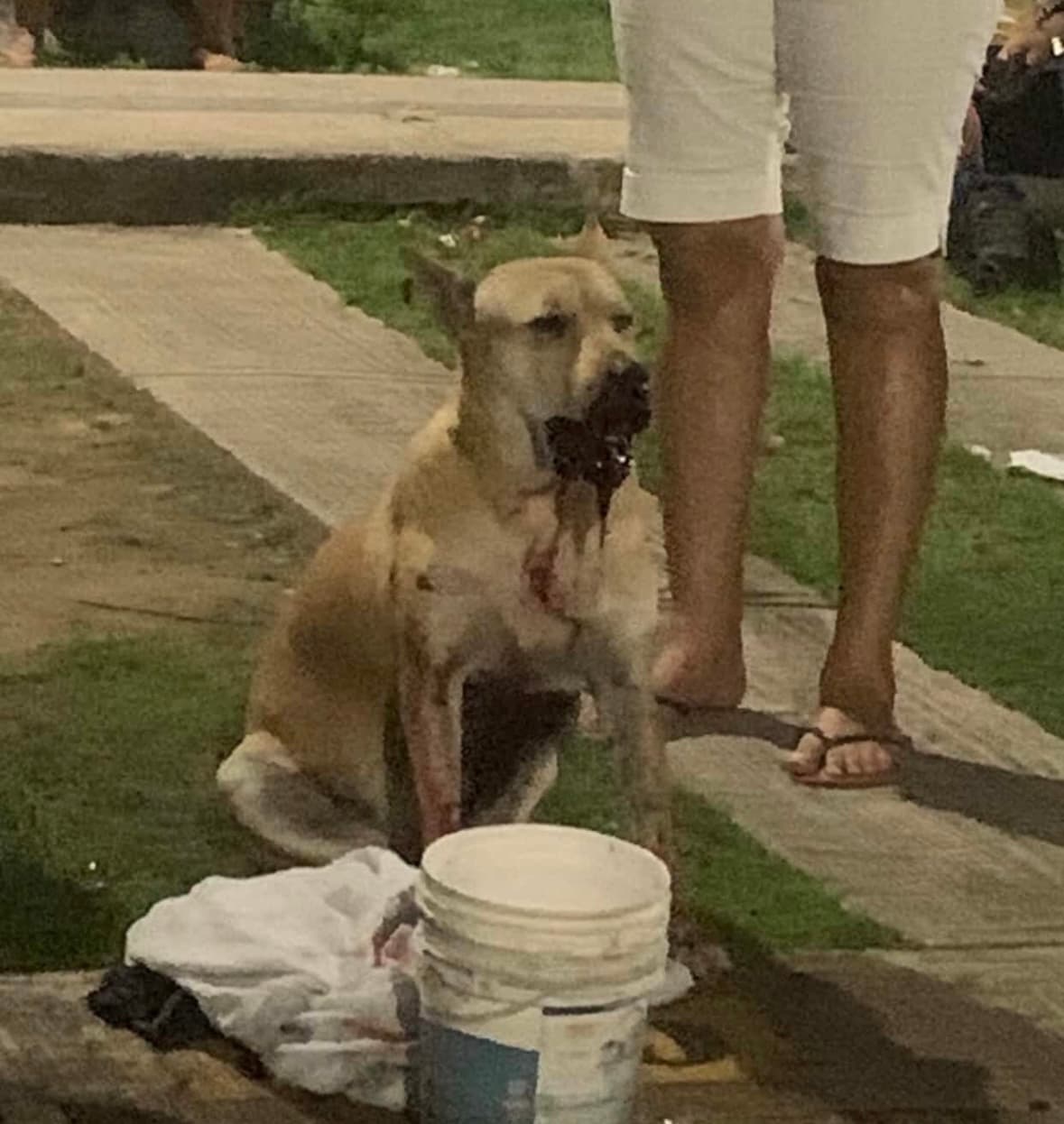 IMAGEM FORTE: Cadela tem boca mutilada por catolé durante Réveillon em Manaus