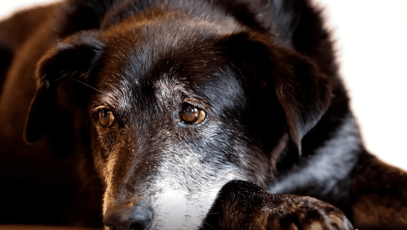 Justiça de SP condena chinês a mais de cinco anos de prisão por maus-tratos a dezenas de cachorros