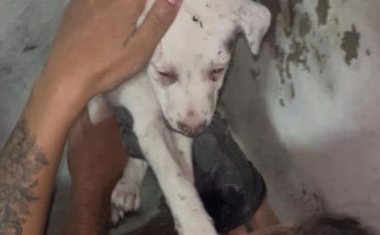 Bombeiros resgatam filhote preso entre paredes e abrem buraco em residência vizinha no Coroado