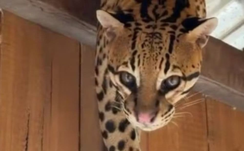 Jaguatirica é flagrada buscando abrigo no telhado de casa flutuante no interior do Amazonas