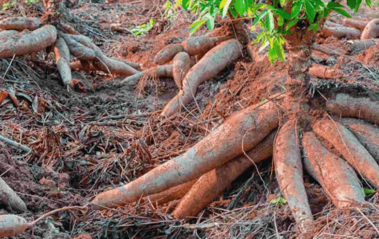 Mandioca e macaxeira: a maior contribuição dos povos originários à gastronomia amazonense