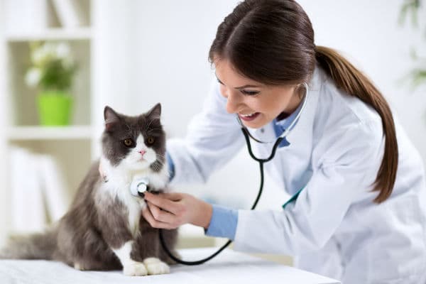 CFMV regulamenta atendimento veterinário domiciliar para pets de pequeno porte