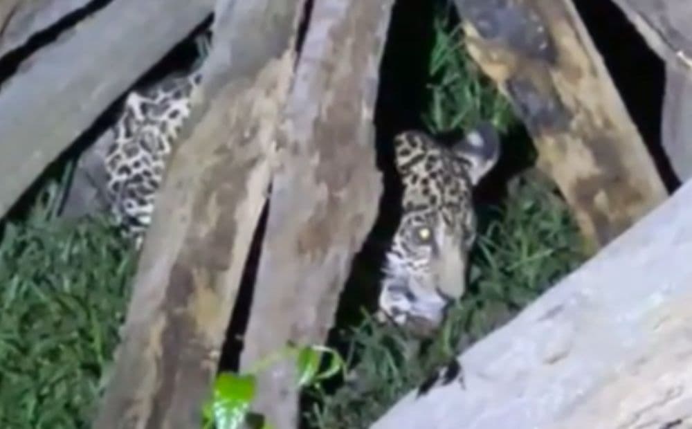 Filhote de onça-pintada é resgatado em comunidade rural de Itacoatiara