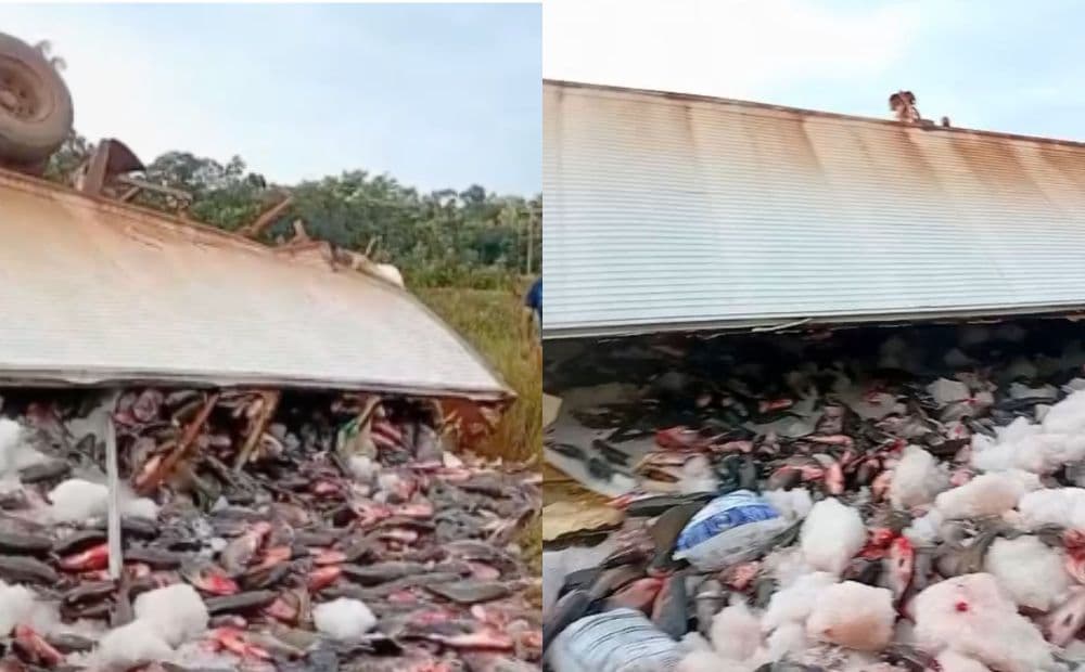 Caminhão com carga de tambaquis tomba na BR-319