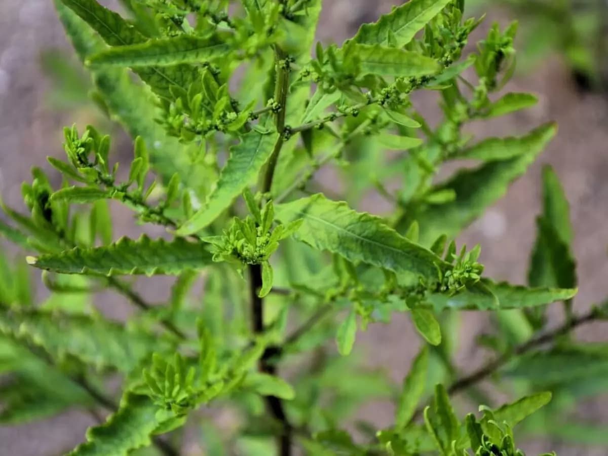 Mastruz combate a gripe? Conheça as propriedades dessa planta medicinal e como ela pode ser usada