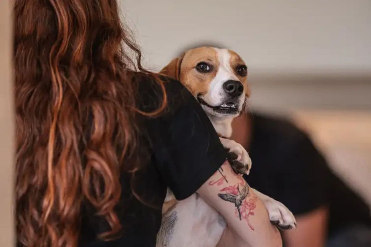 Educar para proteger: como o respeito aos animais ajuda a combater a violência