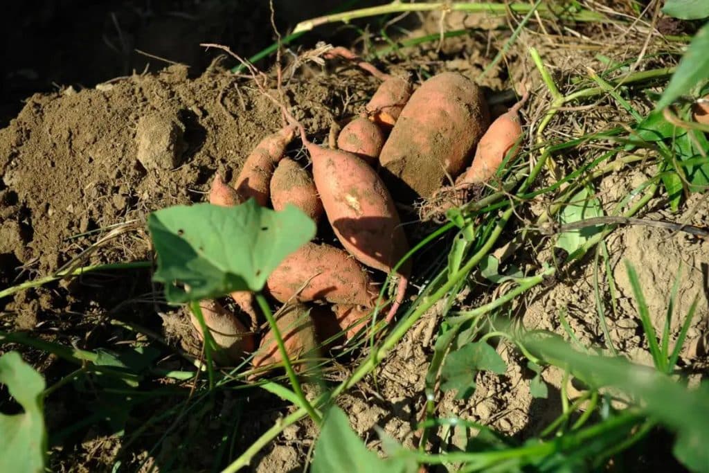 Superbatata: Ciência cria tubérculo ‘turbinado’ para combater a deficiência de vitaminas