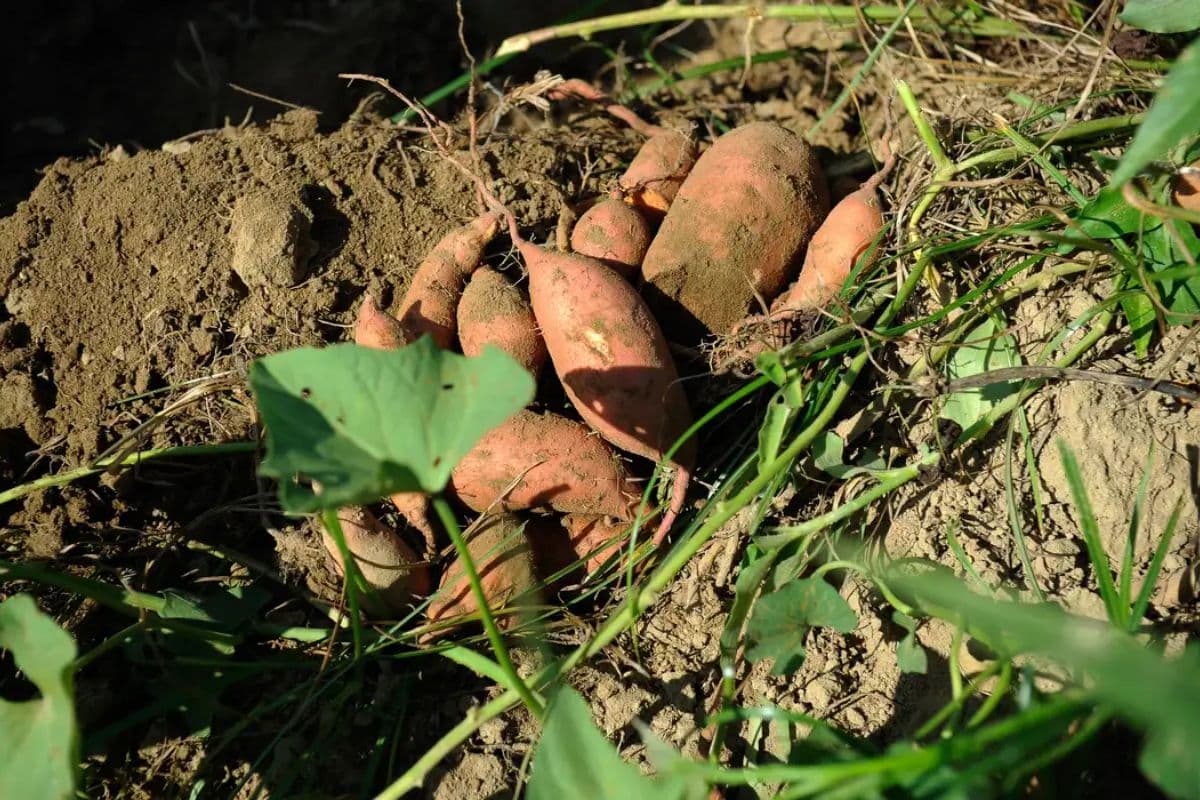 Superbatata: Ciência cria tubérculo ‘turbinado’ para combater a deficiência de vitaminas