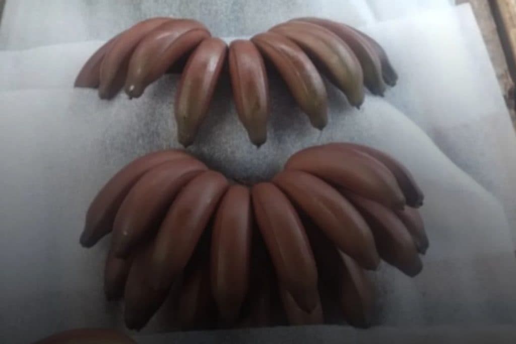 Banana São Tomé, a “banana roxa”, une tradição, valor nutricional e diversidade agrícola