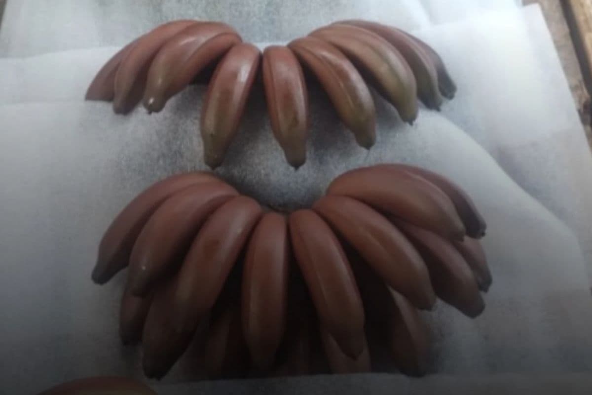 Banana São Tomé, a “banana roxa”, une tradição, valor nutricional e diversidade agrícola