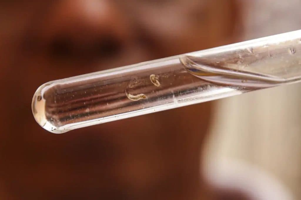 Estudo revela por que febre do Oropouche é confundida com dengue no Brasil