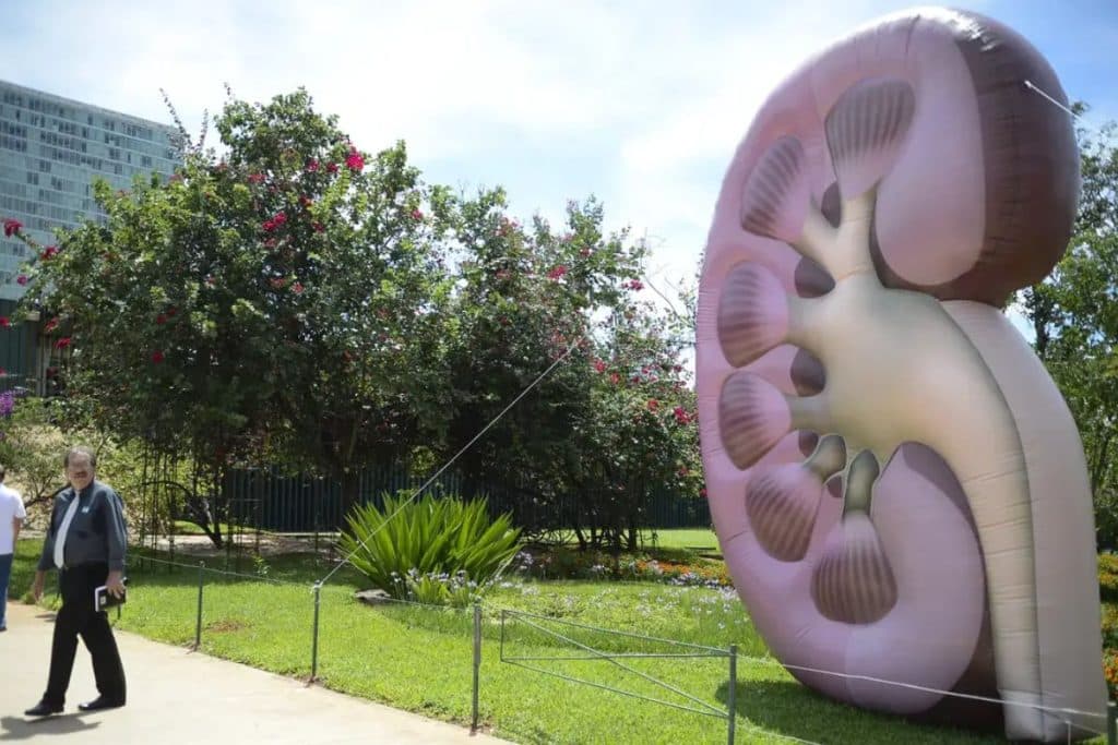 Consumo de proteína: o perigoso limite entre o ganho de massa e a falência renal