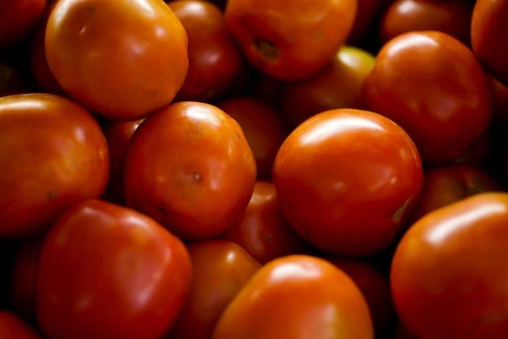 Produção de tomate bate recorde no Brasil, mas clima pressiona preços em 2026