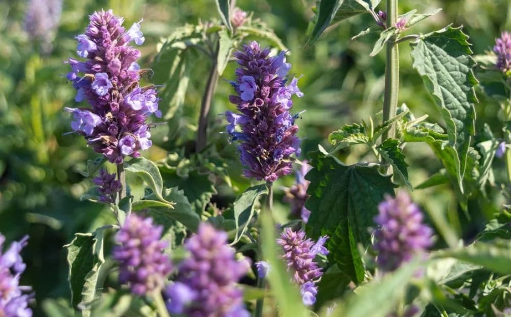 Remédios fitoterápicos e câncer: entre a esperança científica e os riscos da automedicação