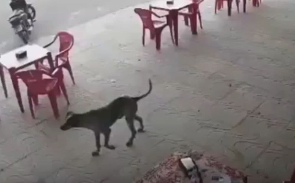 Adolescente de 15 anos é brutalmente assassinado dentro de lanchonete