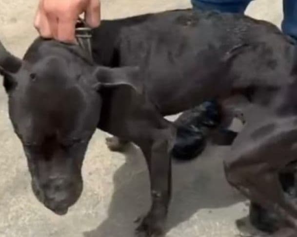 Homem tenta sacrificar cão doente à pauladas em Minas Gerais