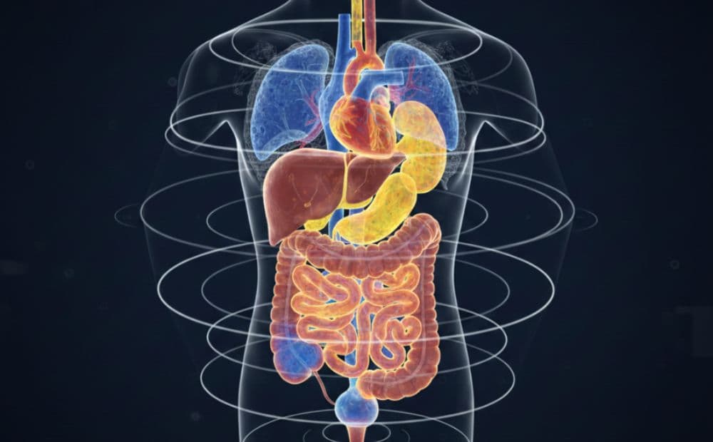 Cientistas desenvolvem exame que revela corpo humano em 3D e cores