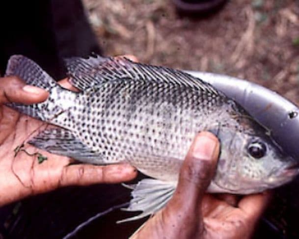 Criadores de peixe alertam para risco de vírus e pedem a suspensão da importação de tilápia