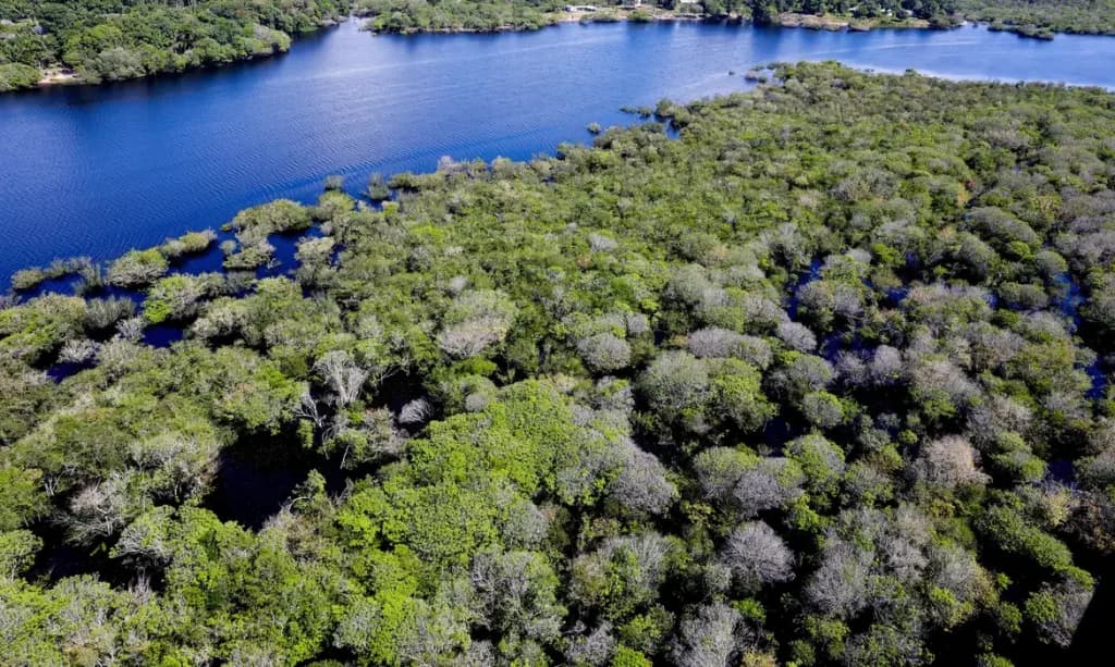 Governo abre inscrições para seleção de organizações no combate ao desmatamento na Amazônia
